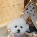 루이앤독스 이미지