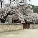 돌담길 | 2026년 3월 30일 경주 대릉원 벚꽃 실시간 개화현황 돌담길 후기