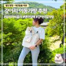 강아지 이동가방 추천｜컴피라비올리 텐마일백 앞가방 사용 후기