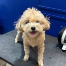 호텔 아띠 | 24시간 운영 해운대애견미용 "몽아띠" 애견호텔,유치원