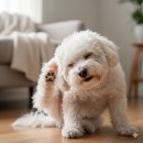 노바펫 | 강아지 간지러움, 원인은 '트러블균'? 노바펫 수딩 미스트 후기 분석