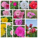 호수공원소나무숲길 이미지