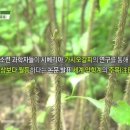화천가시오갈피농장