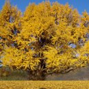 약목초교 이미지