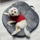 pet4139 | 프레피펫 둥지 방석: 편안하고 예쁜 사계절용 강아지 방석&amp;강아지 쿠션 추천