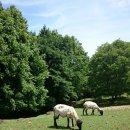 음매목장 이미지