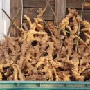 자연애오리 이미지