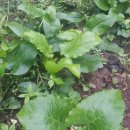 가리산농장 이미지