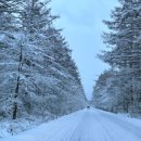 푸른나무 이미지