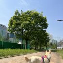 [대치유수지 체육공원] 진도코기랑 산책하기_서울 강아지 산책하기 좋은 곳_강남 강아지 산책하기 좋은...