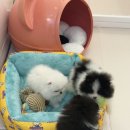 톰퍼피 강아지 분양 | 화성 강아지 분양, 향남 강아지분양 &#39;레아퍼피&#39; 후기 !!