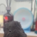 몬스타주 이미지