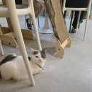 집사의하루 노원점 이미지