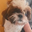 멍쉬멜로 이미지