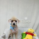 개털깎는집 이미지