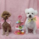 꿀강아지 테리하우스 이미지