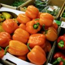 파프리카안경 이미지