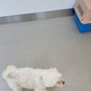 어썸하개 이미지