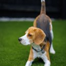 아이펫 동물병원 이미지