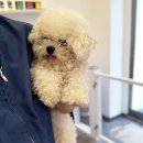 슈앤트리 이미지