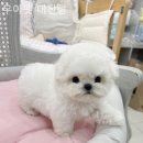 우아펫 대전점 이미지