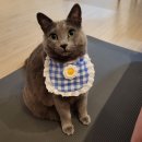 닥터릭스 | 10살 고양이 영양제 닥터필릭스 미야옹철 영양제 체험 후기(feat.간식만 먹는 냥이 영양제 찾아주기...