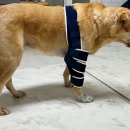 발토(BALTO) 이미지