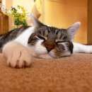 게으른고양이 이미지