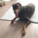 Petshill (펫츠힐) | 천연 잔디 운동장과 실내수영장이 있는 일산 펫츠힐