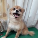 코이독(눈 내리는 강아지마을) 이미지