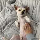 도그런하우스 이미지