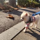 가히애견 이미지