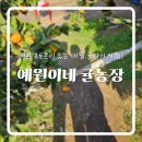 명노형농장 | [제주 애월]예원이네 귤농장 예쁜 포토존과 함께 귤을 무한으로 즐길 수 있는 귤따기 체험!