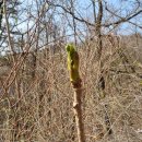 1194 | 오지산행후기(1194차) 두타산 임도 걷기(휴양림 1박) 2024.04.17(수) 1박