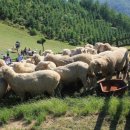 고운목장 이미지