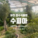 서도테니스아카데미 | 부천 가볼만한곳 식물원 수피아 후기, 야간개장 정보 및 예약 팁