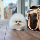 화이트켄넬(white-kennel) 이미지