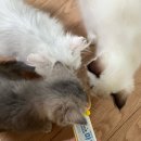 익산 고양이카페 아이캣유 이미지