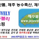 제주블리 여행사