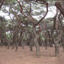 김유신장군로 이미지