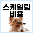 프라임덴탈아이 | 강아지 스케일링 비용 쉽게 찾아 볼 수 있는 방법!