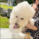 똥강아지 애견 이미지