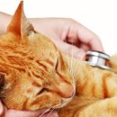 온유동물병원 이미지