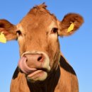 소 이야기 이미지