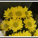 허브아일랜드식물원 이미지