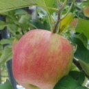 손가네 농장 이미지