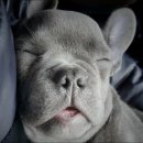 경기동물메디컬센터 이미지