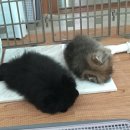 예쁜이PC 이미지