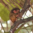 자유안경 | 보홀 육상투어/데이투어 로복강 선상뷔페, 안경원숭이, 초콜릿힐 등 자유여행 후기