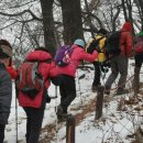 바위솔타운 이미지